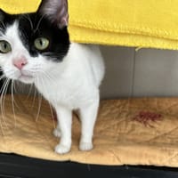 CAT SHUP, chatte à adopter