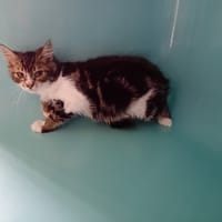 LOOPING, chat à adopter