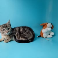 ECLAIR, chat à adopter