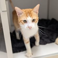 MILO, chat à adopter