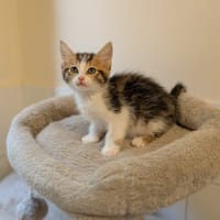 Safran, chat à adopter