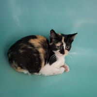 Sultane, chatte à adopter