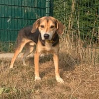 WOODY, chien à adopter