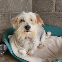 Juno, chien à adopter