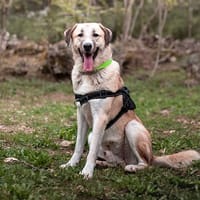 Barnabé, chien à adopter
