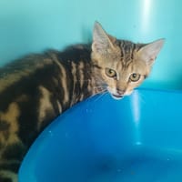 Bina, chatte à adopter