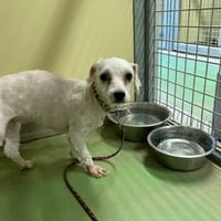 Ficelle, chienne à adopter