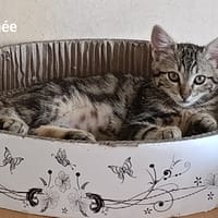 AIMEE, chatte à adopter