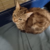 Salsa, chatte à adopter