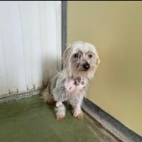 Rosalie, chienne à adopter
