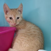 PINK FLOYD, chatte à adopter