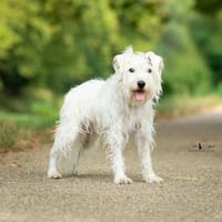 R-AIKI, chien à adopter