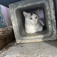 PEDRO, chat à adopter