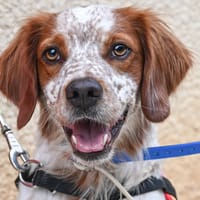 Douki, chien à adopter