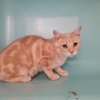 WHISKY, chat à adopter