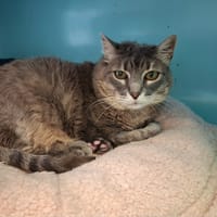 Lola, chatte à adopter