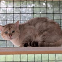 RAJAH, chat à adopter