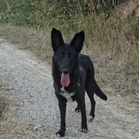 Rosette, chienne à adopter