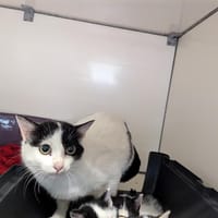 Cocopops, chatte à adopter