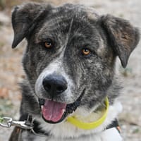 BOOBA, chien à adopter