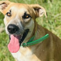 ROUKY, chien à adopter