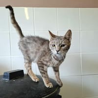 GIZMO, chat à adopter