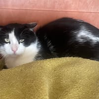 Badoit, chat à adopter
