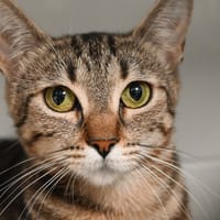 SAM (en cours d'adoption), chatte à adopter