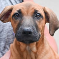 AURA (en cours d'adoption), chienne à adopter