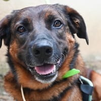 BEKI, chien à adopter