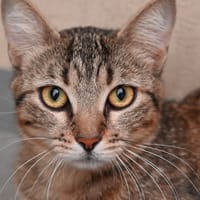 MOCHA, chatte à adopter