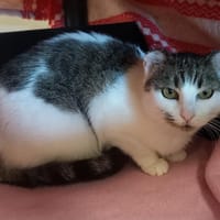 DANXIA QCT, chatte à adopter
