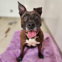 LEÏKA, chienne à adopter