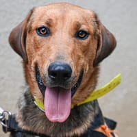 SANDEI, chienne à adopter