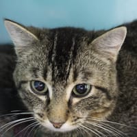 apo, chat à adopter