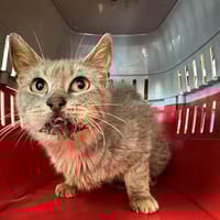 MISSY, chatte à adopter