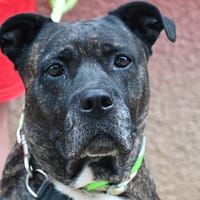 OLIA, chienne à adopter