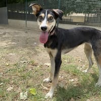 KALAS, chienne à adopter