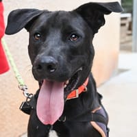 VASCO, chien à adopter