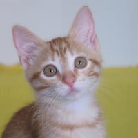 Roucky, chat à adopter