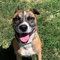 Bandit, chien à adopter