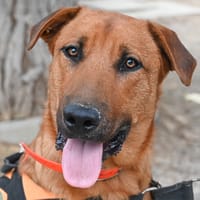 SNOW, chien à adopter