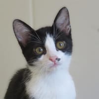 Arrow(Resevé), chat à adopter