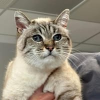 FIFILLE, chatte à adopter