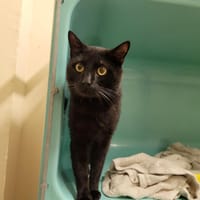 GELATO PAB27525, chat à adopter