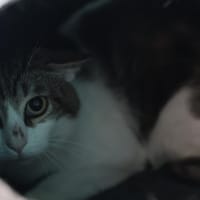 TOLAN, chat à adopter