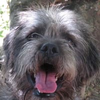 TIGRIS, chien à adopter