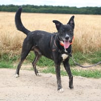 SOCH HAA24546, chien à adopter