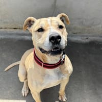 Hamrar, chien à adopter