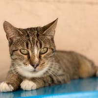 sybille, chatte à adopter